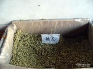 槐米是什么?槐米详解