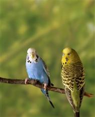 【图】近视多少度可以做近视眼手术|三要三不