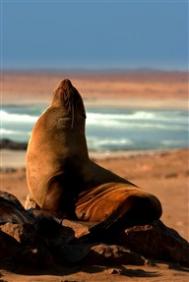 【图】小儿肺炎|小儿肺炎症状有哪些_天誉黄金