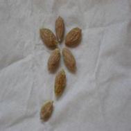 吞了个枣核多久能消化?