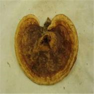 山色峪灵芝5克枸杞8-10粒红茶2克有什么用