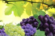 葡萄上市季：多食生内热 易腹泻