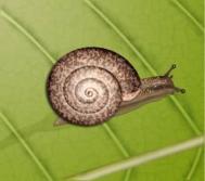 用photoshop教你制作蜗牛