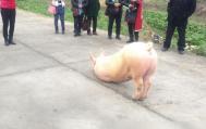 猪也会跪拜 浙江温州永嘉县奇闻