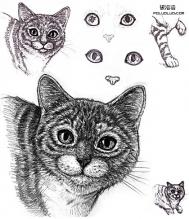 超强手绘技巧:照相写实的猫