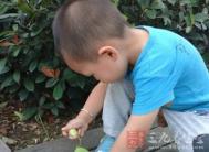 早产儿成为小神童的奥秘