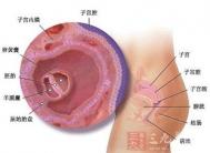 怀孕两个月胎儿有多大 2个月胎儿发育状况