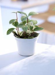 静脉曲张注意事项