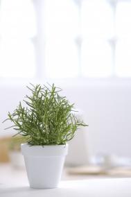 金针菇一种吃法或致全家中毒