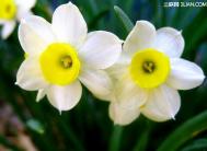 哪些花卉不能养？8种毒花细盘点