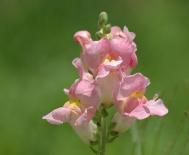 金鱼草的花期多长时间