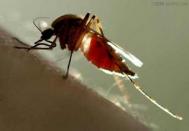 什么人更招惹蚊子