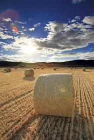 逆光耀斑去与留？