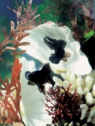 如何拍摄家中鱼缸的金鱼