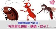 夏天怎么对付蟑螂