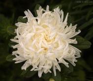 光照对花芽分化有什么影响？