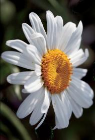 400D摄影手册微距之特写模式