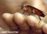 如何自制捕蟑螂神器