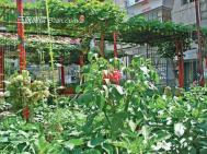 如何正确的给花草喷水