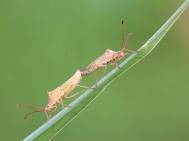 手持拍摄微距准确的焦平面是微距极为重要的要素