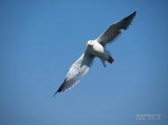 什么是陷阱式对焦