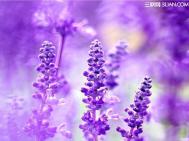 六种味道蚊子避而远之