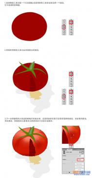 Photoshop绘制逼真裂开的番茄