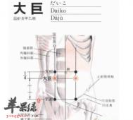 大巨穴位位置图