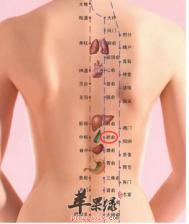 胆俞穴位位置图
