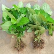 假蒟果穗的功效