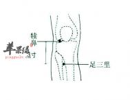 犊鼻穴位位置图