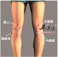 膝眼穴位位置图