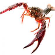 小龙虾的营养价值