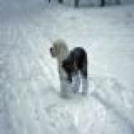 法兰德斯畜牧犬