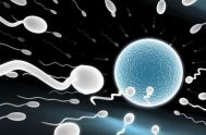 精子和卵子结合需要多长时间