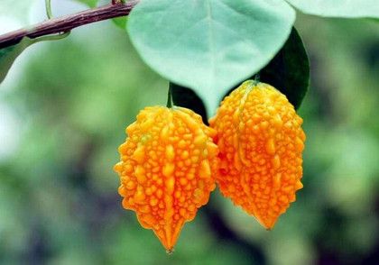 金铃子的皮能吃吗