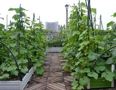 居民楼顶种菜楼下业主因漏水发愁 楼顶种菜要注意什么