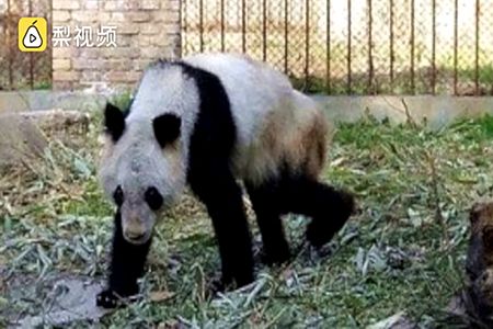 熊猫瘦成皮包骨 怎么饲养大熊猫