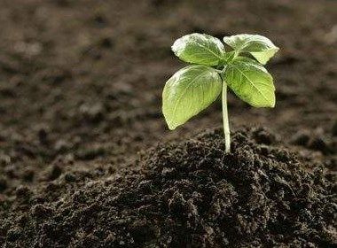 7种自制花肥方法 不臭的花肥怎么做？