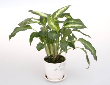 植物养殖方法 不同生活习惯的植物怎么养