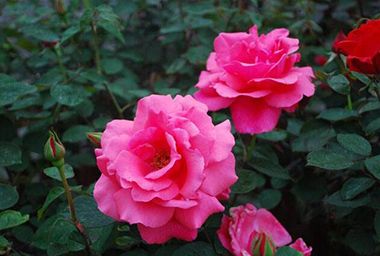 为什么我种的树状月季花开的少