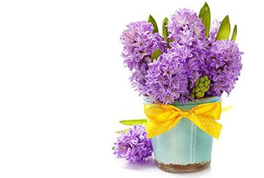 为什么风信子根部会发霉