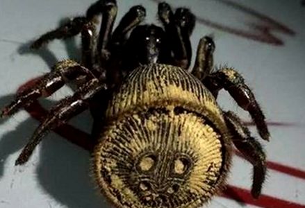 云南现金钱活门蛛 什么是金钱活门蛛