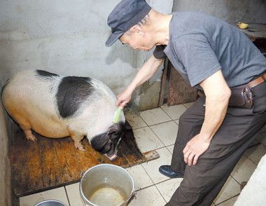 广西老人买宠物猪一年长200多斤 养宠物猪要注意什么