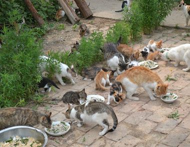 65岁老太家门前养17只猫惹邻居不满 如何正确养猫