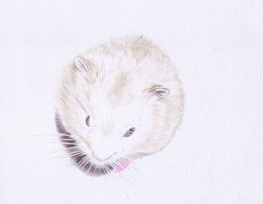 手绘小仓鼠步骤教学 圆珠笔怎么画好看的仓鼠
