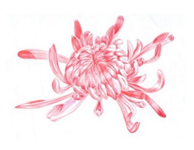 圆珠笔黄菊花画法步骤 怎么画好看的黄菊花