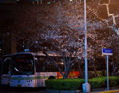 上海公交站旁樱花盛放美不胜收 春季国内赏樱好去处