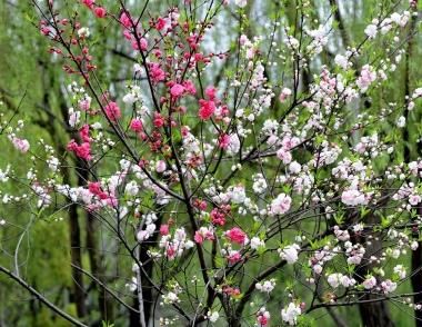 怎么使一株梅花开出两种花