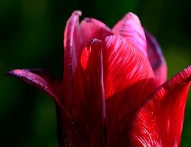 如何科学的无土栽培郁金香